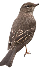 Fototapeta premium Detailed Photo of a Sparrow Isolated on Transparent Background