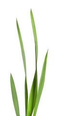 Blades of green grass isolated on white