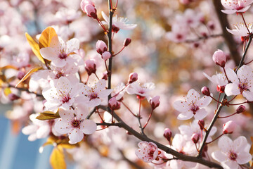 Beautiful blossoming cherry plum tree with pink flowers outdoors, closeup