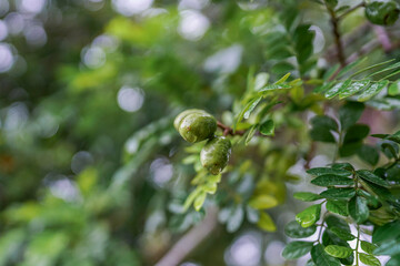 jocote plum tree, unripe fruit