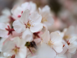 4月に咲いた桜「染井吉野（ソメイヨシノ）」
