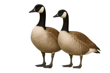 Fototapeta premium Two geese standing next to each other, transparent background