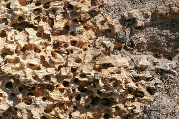 Dead wood with holes. Damaged tree closeup. Rotten bark texture. Nature background pattern. Insect-infested trunk. Hollow wood detail. Natural organic structure. Dry forest wood surface.
