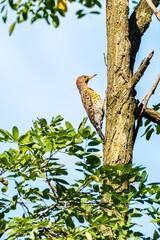 Northern flicker