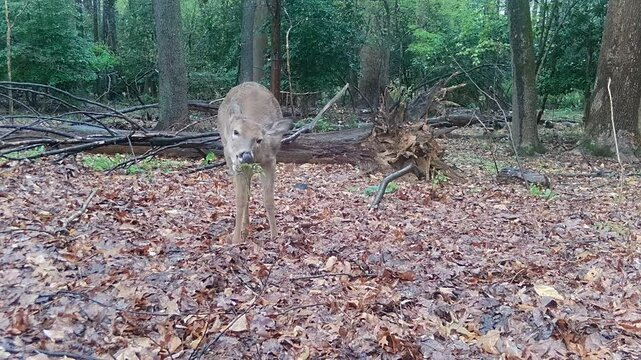 whitetail deer doe in rainy forest 