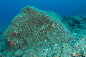Pesce trombetta tra le rocce dell'isola di Tenerife