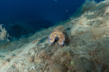 Magnosa, Scyllarides latus, detta anche cicala di mare, isola di Tenerife