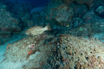 Giovane esemplare di cernia tra rocce vulcaniche dell'isola di Tenerife