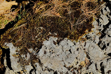 岐阜県池田町の苔の生えた岩