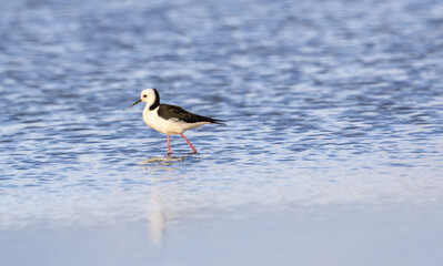 A Pied, or White-Headed, Stilt (Himantopus leucocephalus) wading in shallow lake water looking for food.