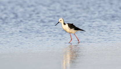 A Pied, or White-Headed, Stilt (Himantopus leucocephalus) wading in shallow lake water looking for food.