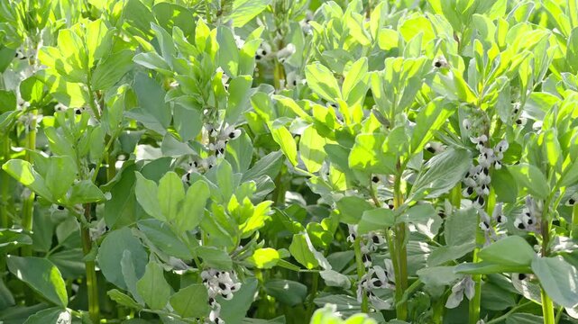 broad bean plant (Vicia faba) flower in the spring