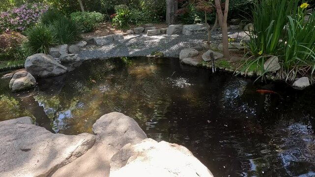 footage of fish swimming in a pond with lush green trees and plants at Descanso Gardens La Ca&ntilde;ada Flintridge California USA