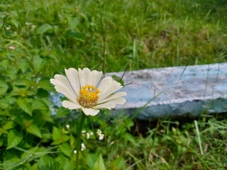 Single White Zinnia Flower Blooming by Wooden Fence