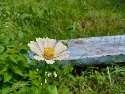 Single White Zinnia Flower Blooming by Wooden Fence