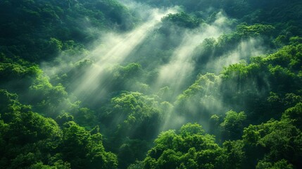 Sunlight piercing a misty forest. Lush greenery and mist fill the landscape