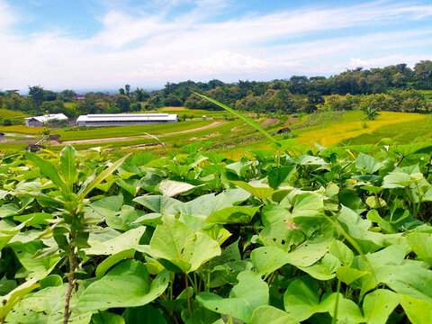 Green sweet potato leaves in the foreground with terraced rice fields and farm buildings in the background under a bright blue tropical sky. Daun ubi jalar hijau dengan sawah terasering.