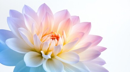 Fototapeta premium Vibrant summer floral event colorful dahlia petals in nature's garden aesthetic viewpoint