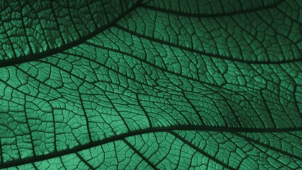 Green leaf texture. Natural green leaves used as background for nature wallpaper or tropical leaf cover.