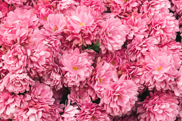 Pink chrysanthemums