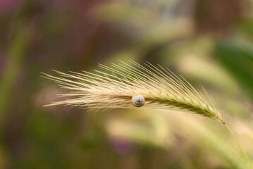 Small white garden snail on foxtail