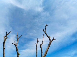 Bare Tree Branches Silhouetted Against Clear Blue Sky