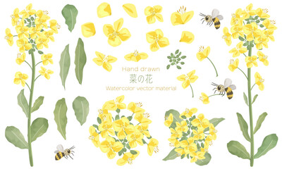 水彩でラフに描いた菜の花の素材セット（菜の花のパーツやミツバチのイラストも含めた素材セットです）