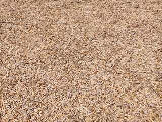 Close-Up Texture of Sun-Dried Rice Husks Spread on Ground