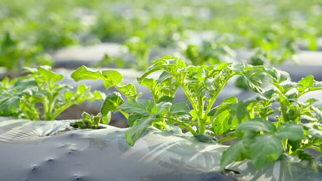 potato field rows at summer day	