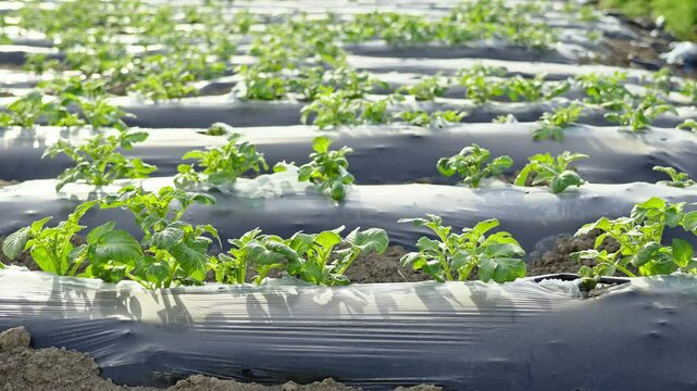 potato field rows at summer day	