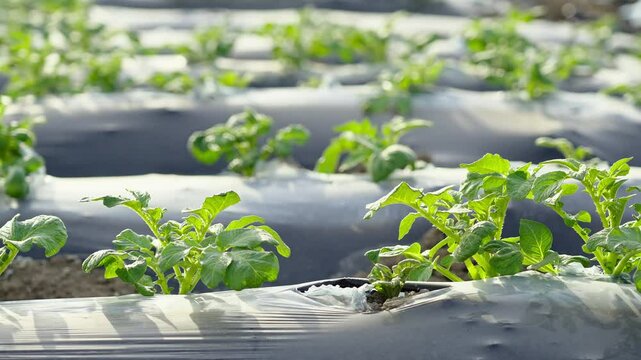 potato field rows at summer day	