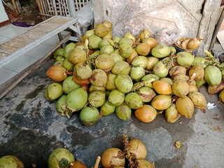 coconut palm tree