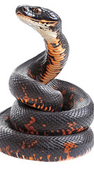 Obraz premium Isolated Image Of A Detailed Black And Orange Snake On Transparent Background