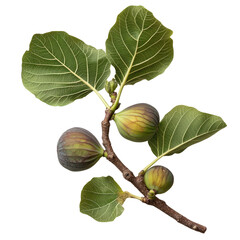 Ripe Fig Branch on transparent background