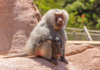 Cute hamadryas baboon Monkey