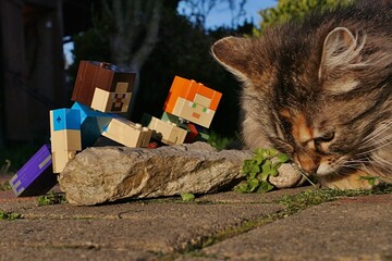 Fototapeta premium Minecraft LEGO figures of main characters Steve and Alex feeding cute fluffy tabby crossbreed female cat with granules, observing her from behind the flat stone. 