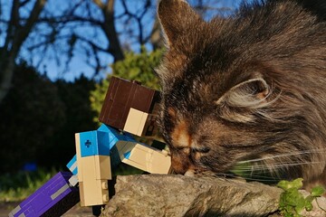 Fototapeta premium LEGO Minecraft action figure of main character Steve feeding young fluffy tabby crossbreed garden cat with dry granules on flat stone in spring sunlit garden. 