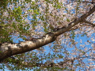 散り始めた公園の桜