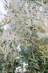 Black olives ripen among green foliage on a tree in a grove
