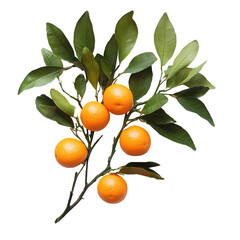 Vibrant Orange Branch on transparent background