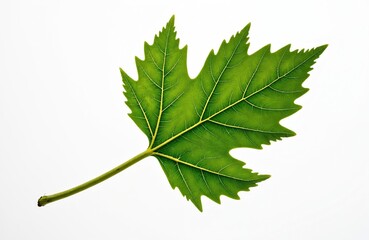Single green leaf isolated on white background. Botany plant leaf blade bottom view. Nature eco eco-friendly design element. Flora environment ecology spring season organic growth.