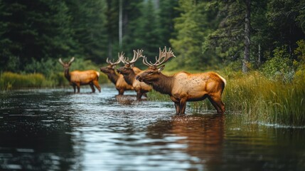 Fototapeta premium Majestic Elk Crossing a Stream in a Lush Forest