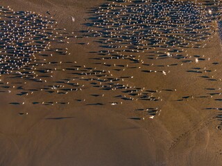 An aerial view shows a large flock of seagulls resting on a sandy beach in Jenner, California, USA. The birds are gathered closely together, creating a dense pattern.