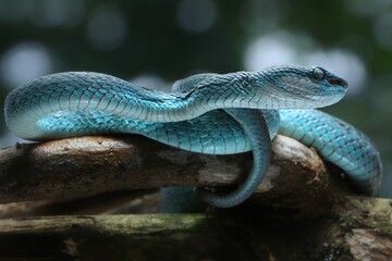 This image shows a beautiful blue viper, likely a blue morph of the Trimeresurus insularis, also known as the white-lipped island pit viper, 13 april 2025 Indonesia
