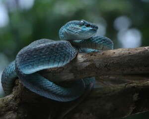 This image shows a beautiful blue viper, likely a blue morph of the Trimeresurus insularis, also...