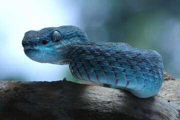 This image shows a beautiful blue viper, likely a blue morph of the Trimeresurus insularis, also...