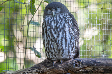 Captive Australian Barking Owls in Australian Zoo