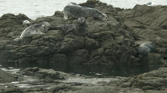 Harbor Seals Running into the Ocean
