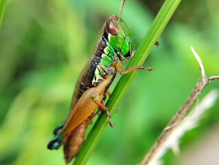 Miramella Grasshopper close up. Miramella Grasshopper living in nature. Miramella Grasshopper on blur background 
