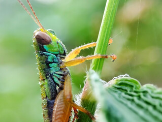 Miramella Grasshopper close up. Miramella Grasshopper living in nature. Miramella Grasshopper on blur background 
